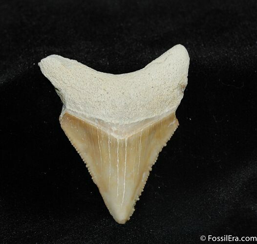 Inch Bone Valley Megalodon Tooth #535